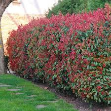 Photinia Fraseri 'Red Robin' H100/125 cm en pot 15L, vue du produit