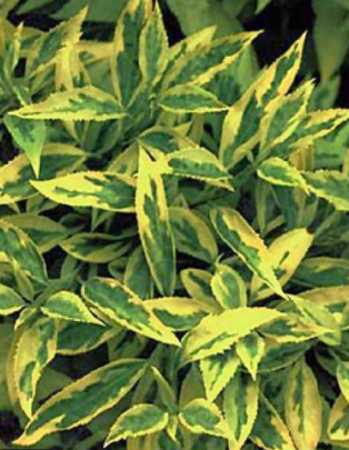 Plantes, arbustes & sapins