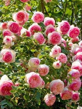 Rosier grimpant 'Pierre de Ronsard' en pot, vue du produit