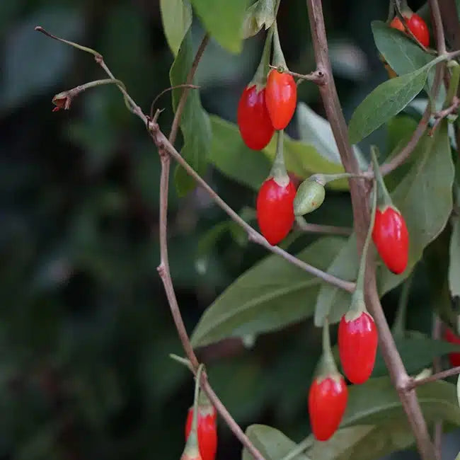 Baie de goji, lyciet de Barbarie en pot de 3 L, arbuste à petits fruits, vue du produit