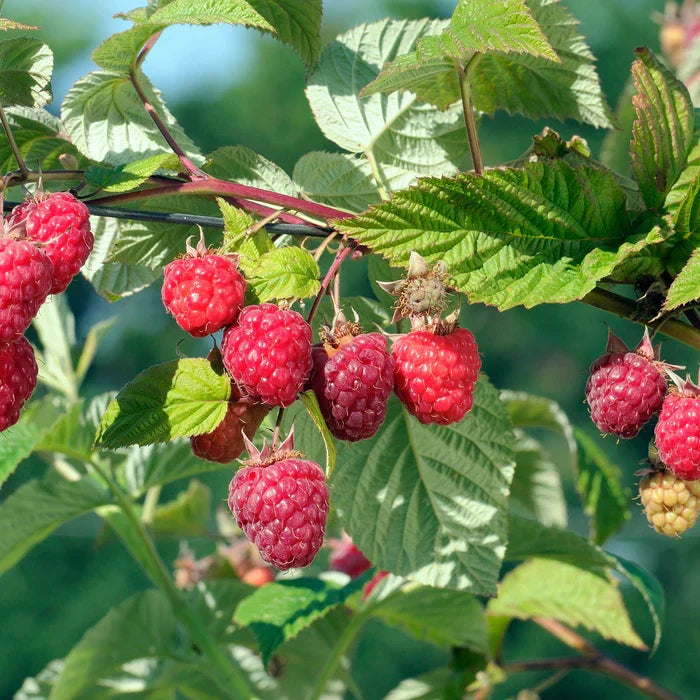 Framboisier remontant Heritage, Rubus idaeus en pot de 3 L, vue du produit