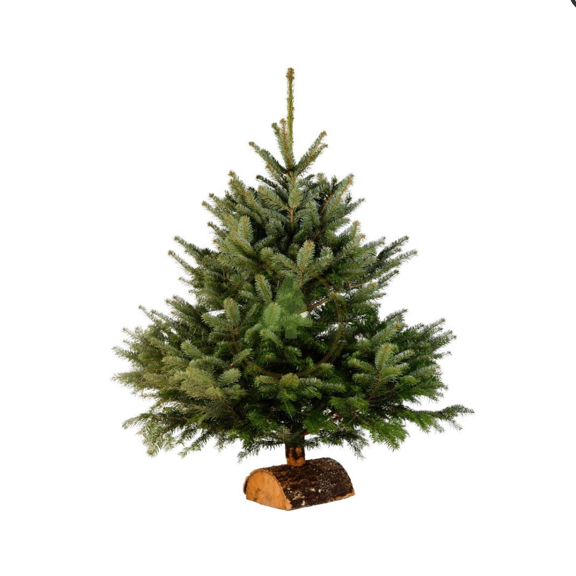 Sapin de Noël Nordmann avec bûche 250/300 cm en retrait drive, vue du produit